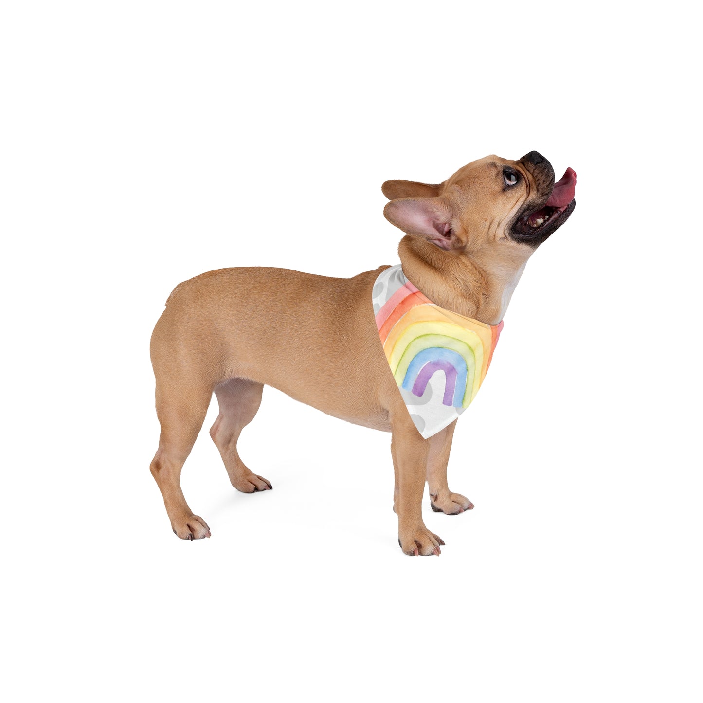 Pet Bandana - Paws for Pride LGBTQ+ Pride Pet Accessory